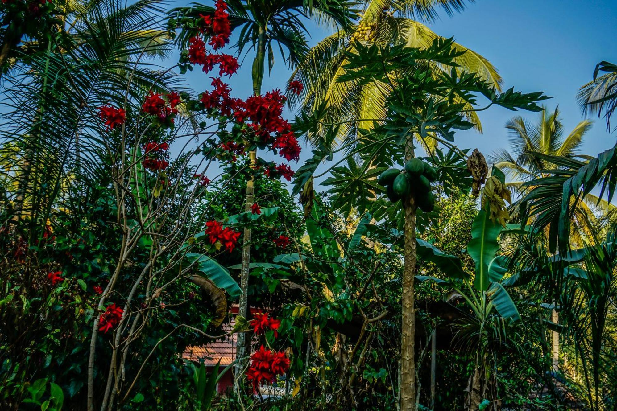 Spice Garden Farm House Sultan Bathery Exterior foto